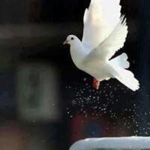 Meet your Posher, Eman